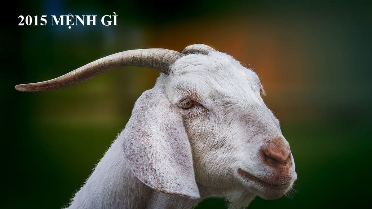 2015 mệnh gì? Những thông tin cần biết về tuổi Ất Mùi 2015